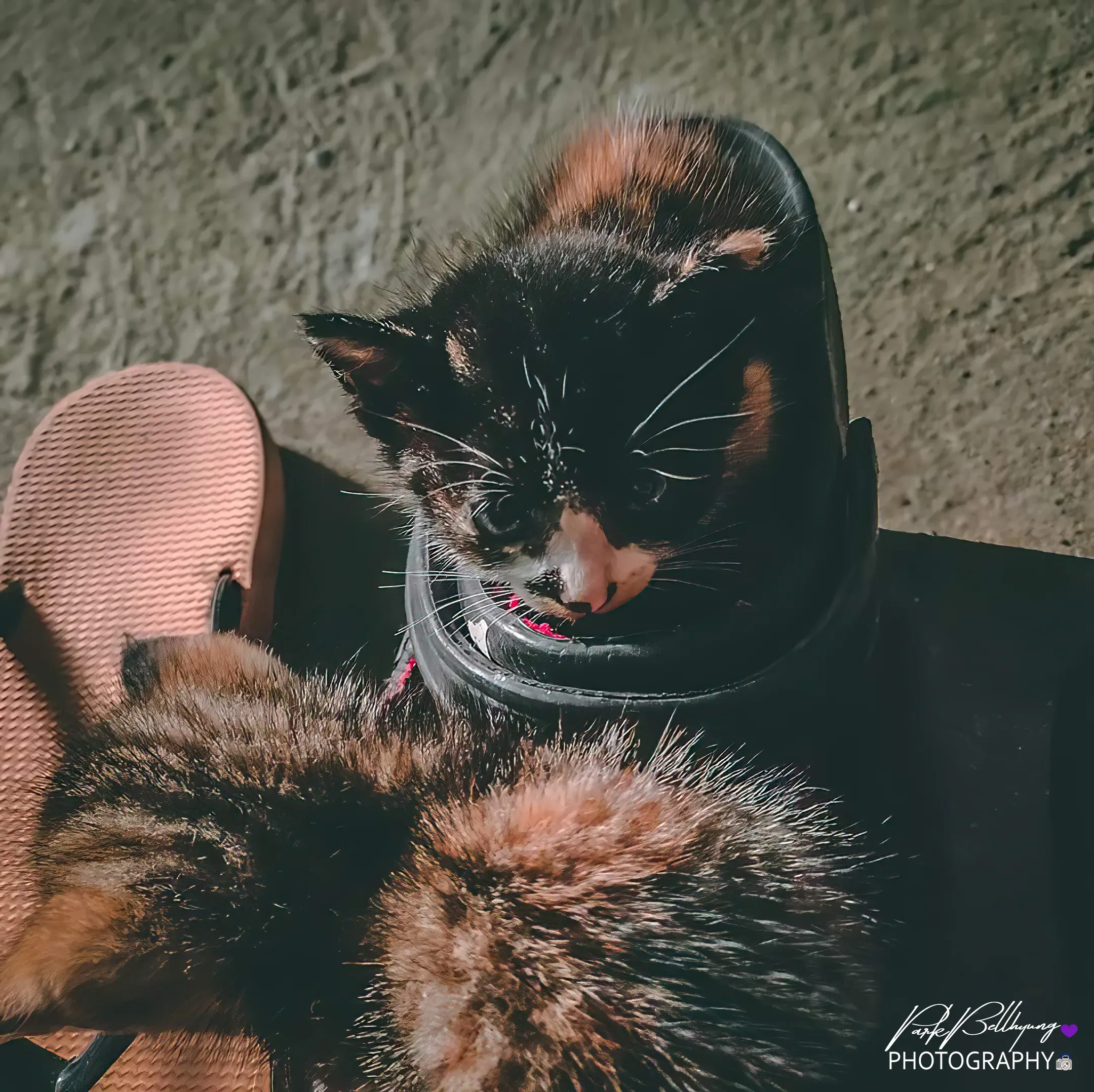 A tortoiseshell kitten curled up asleep inside a black slipper