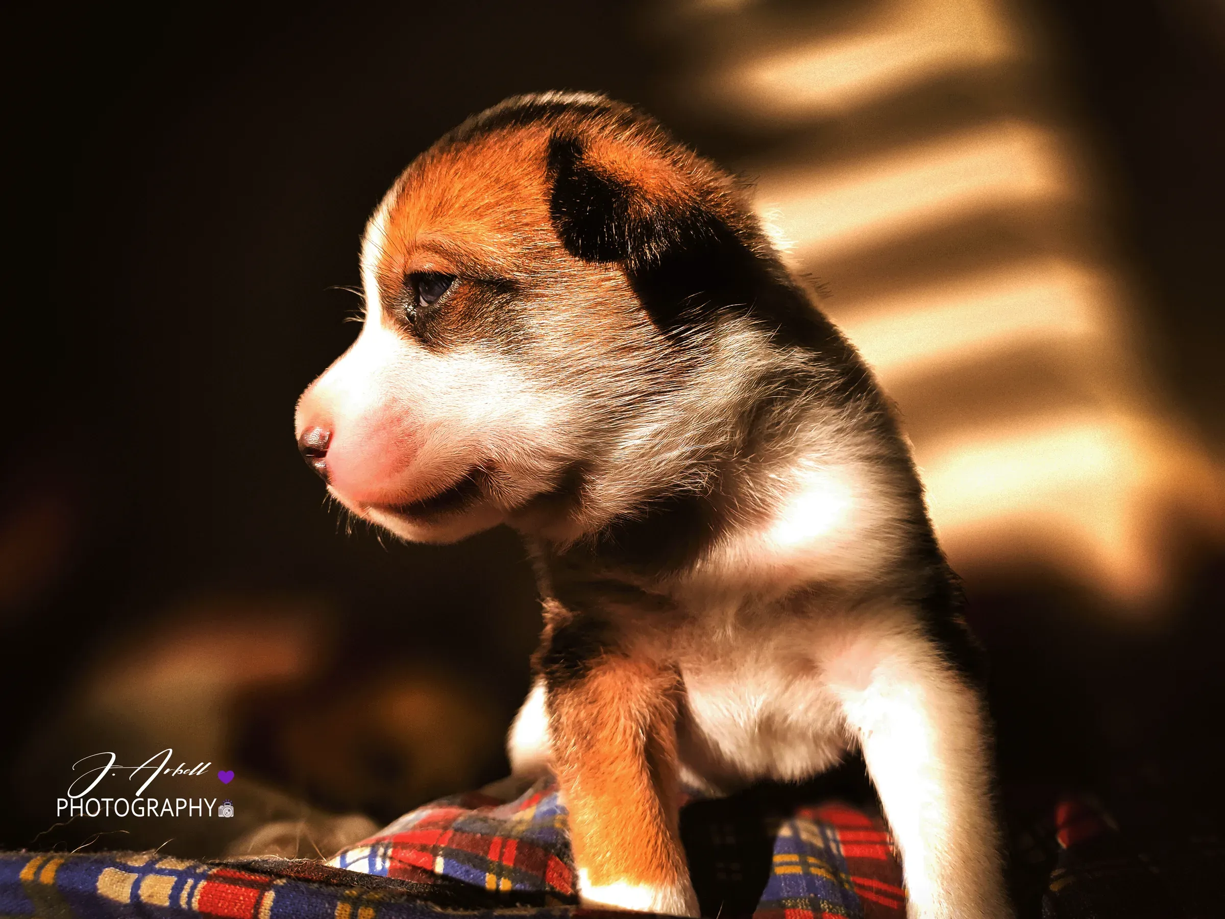 A tricolour puppy in profile, backlit by warm window light against a soft blurred background