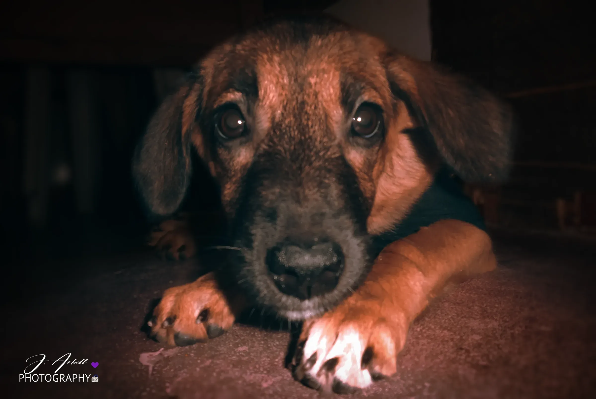 A young brown dog lying low on the floor in warm dim light, watching the camera