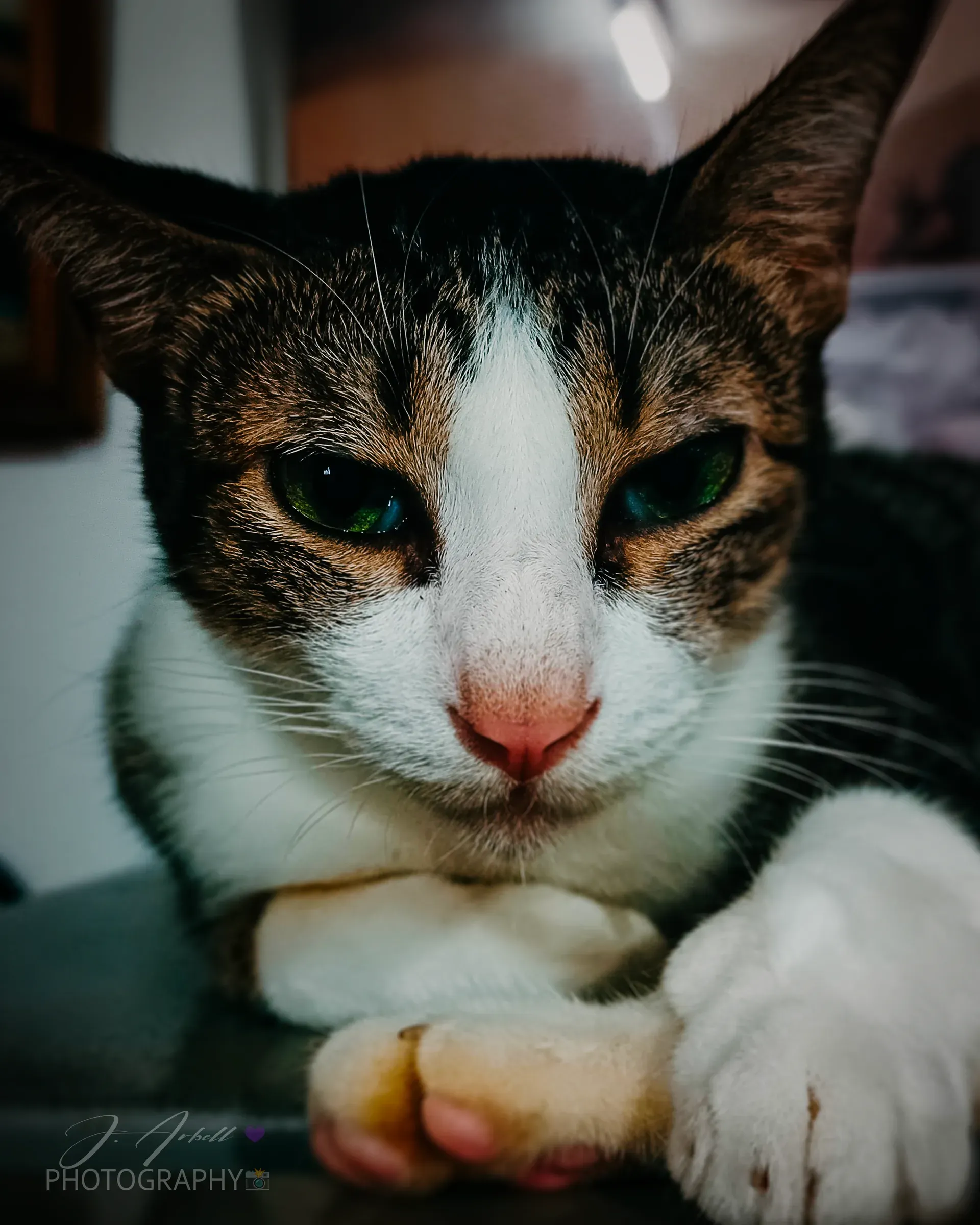 Close portrait of a calico cat resting with her front paws crossed, looking into the lens