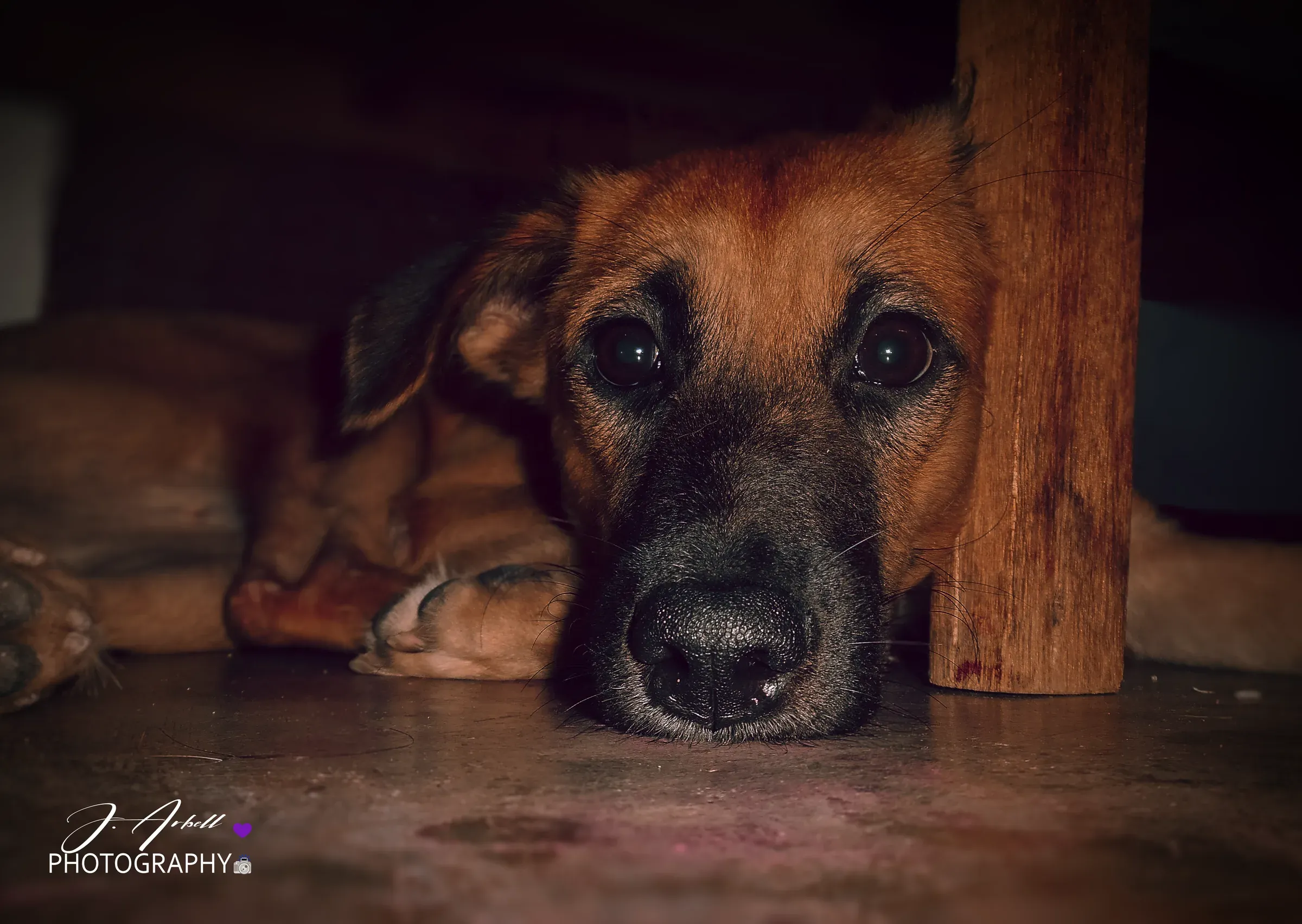 A brown dog resting her head flat on the floor beside a wooden post, eyes toward the camera
